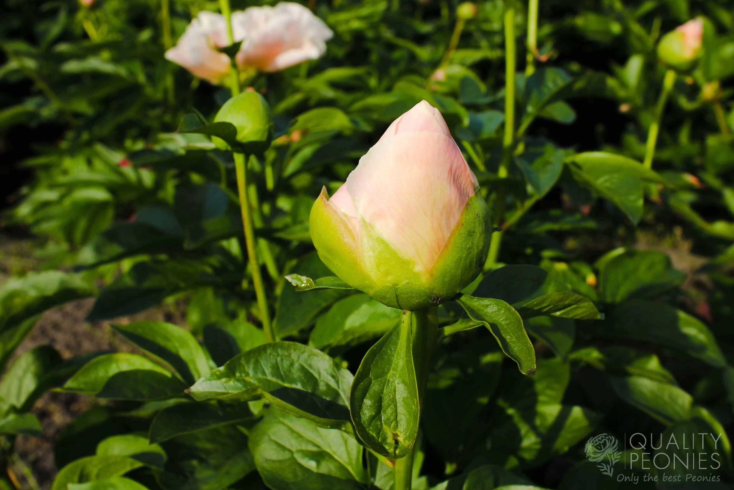 Hybrides